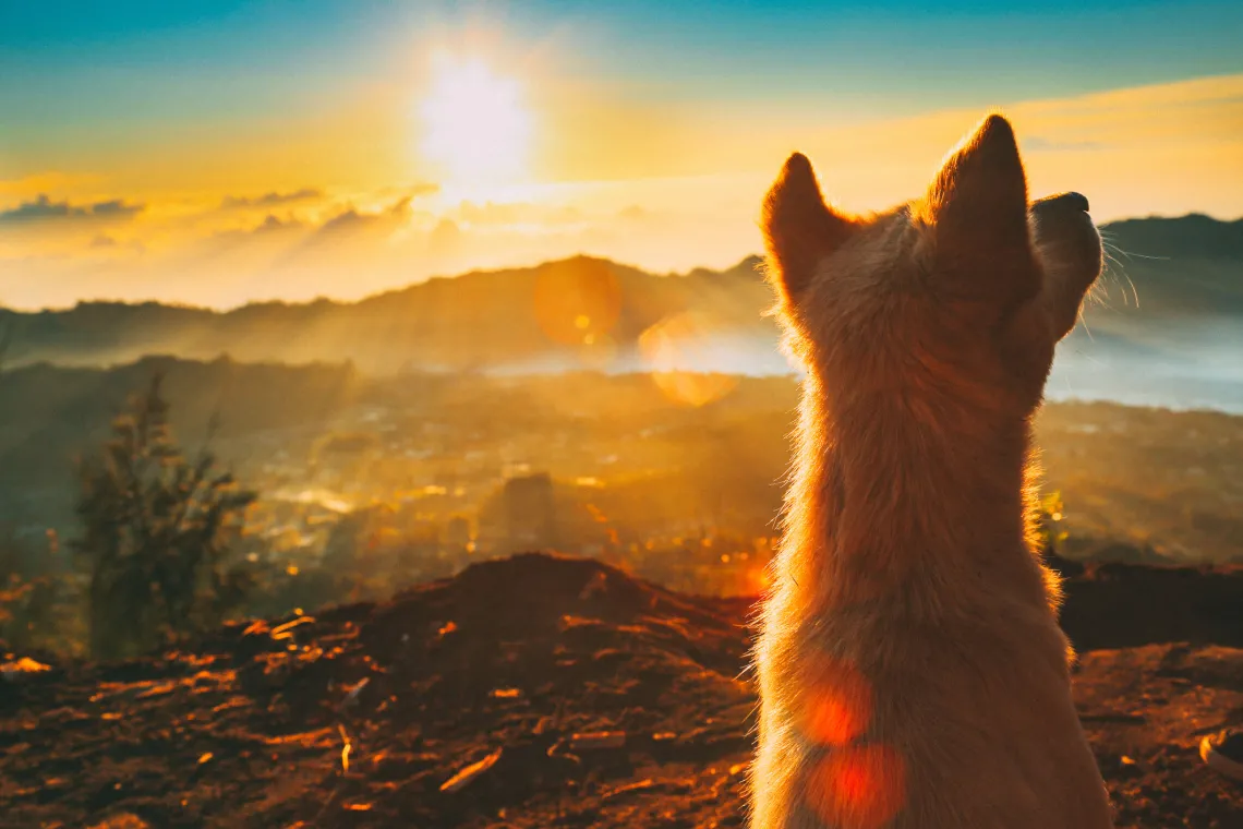 dog sunrise