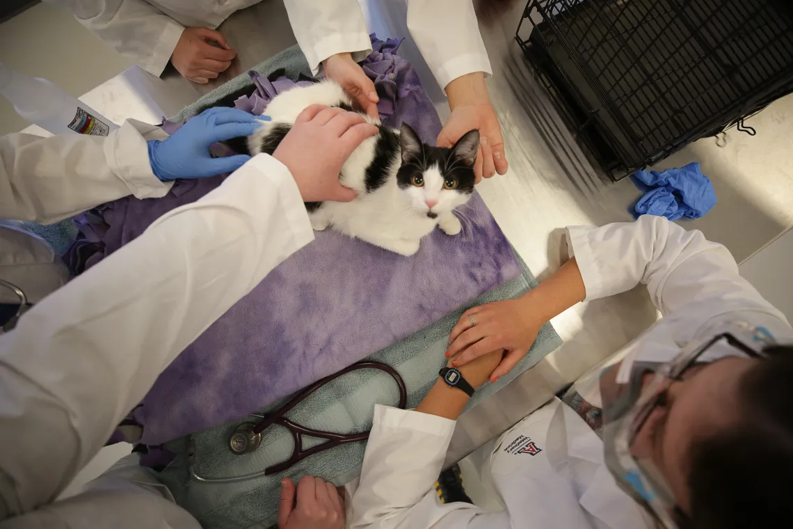 A cat in a lab looks up to the camera.