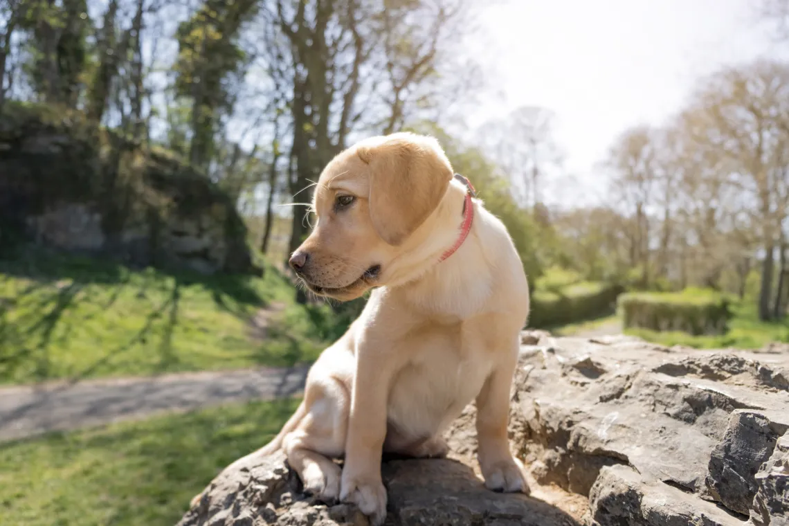 dog research