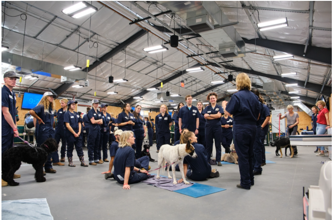 Veterinary students at a live dog lab.