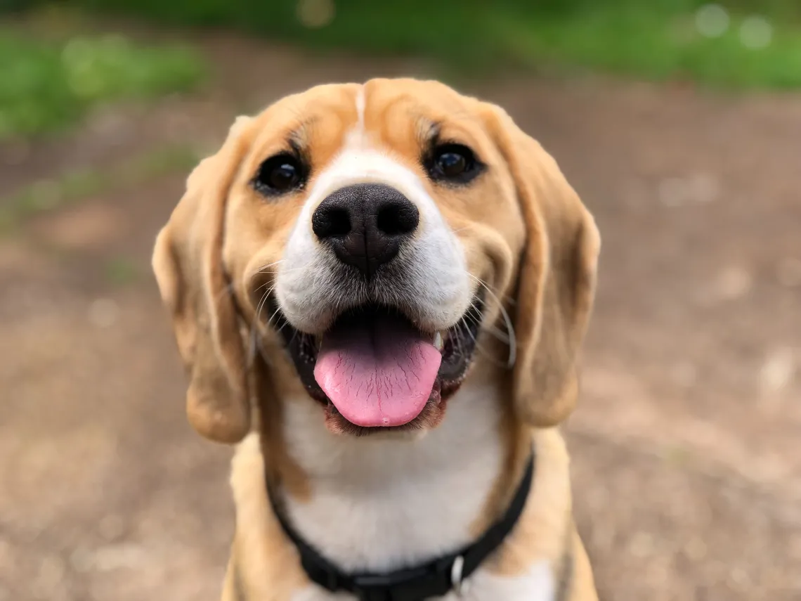 Beagle looking at camera.