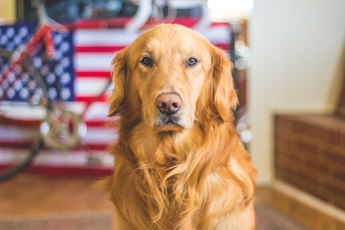 A golden retriever sits in front of an American flag.