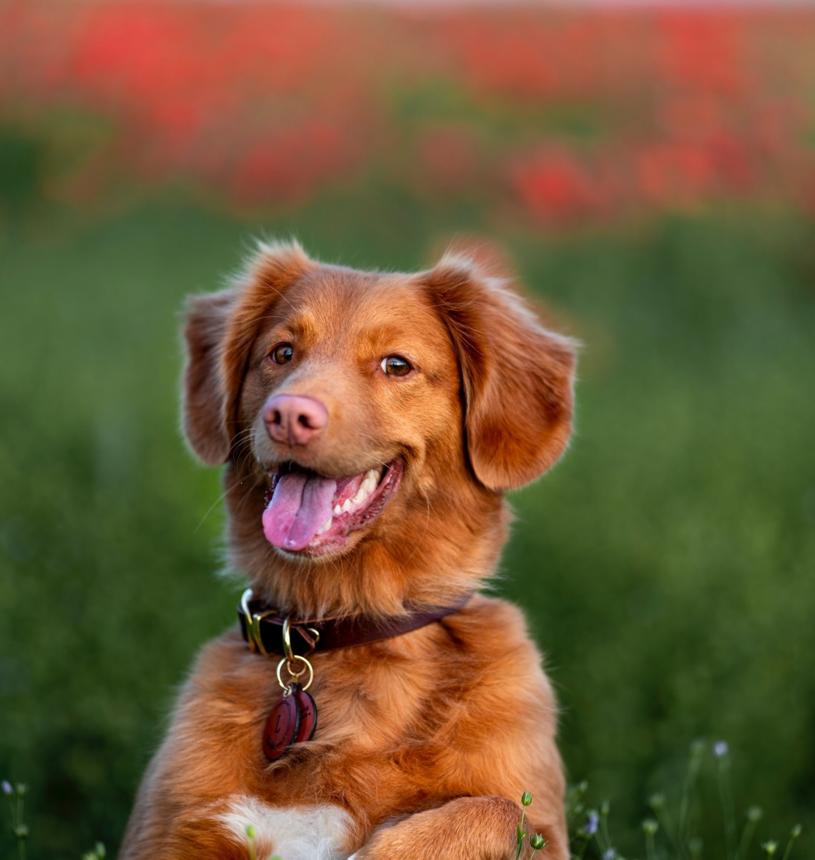 A tan dog stands in a grassy field and looks happy.