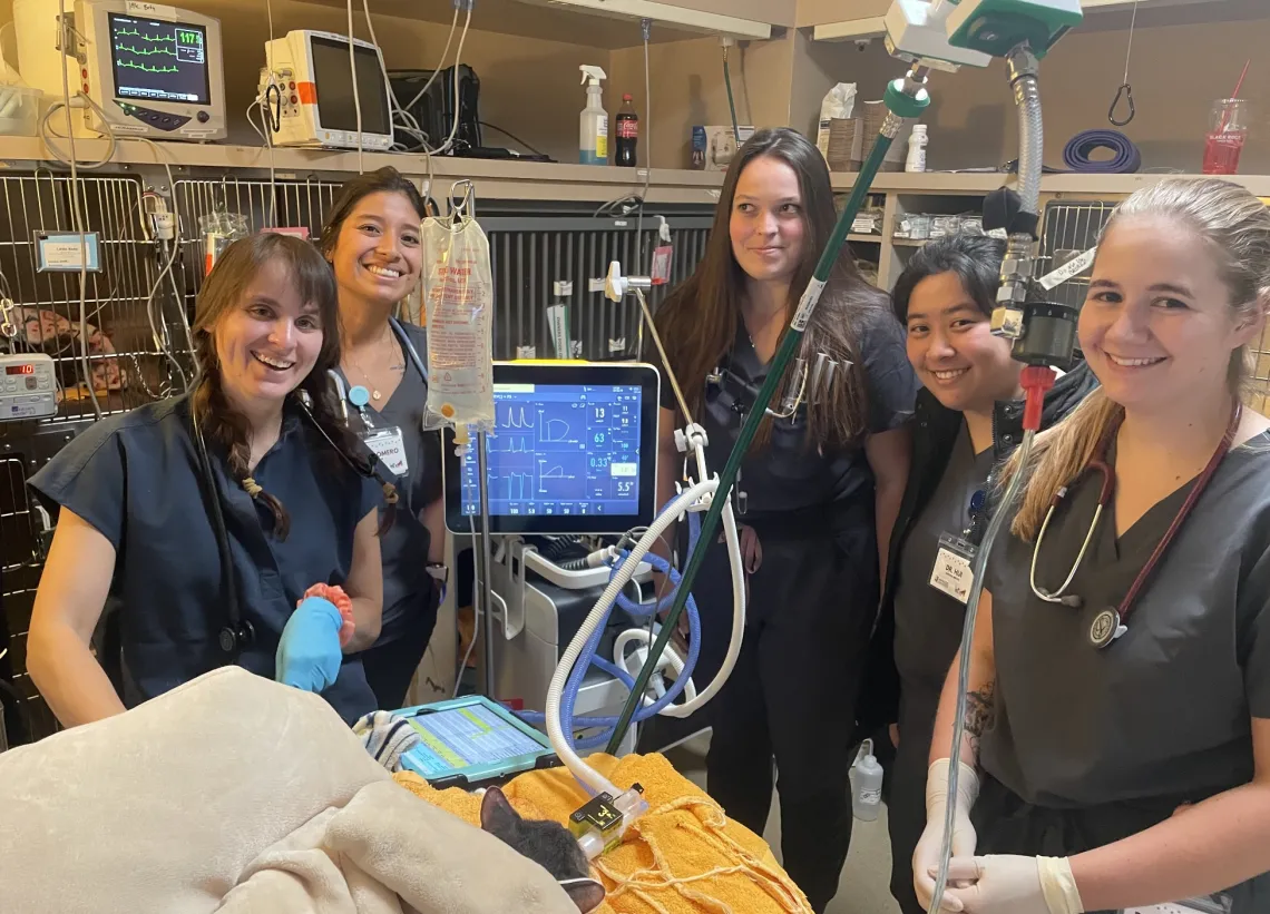 Trainees surround a table, where an animal is undergoing mechanical ventilation.