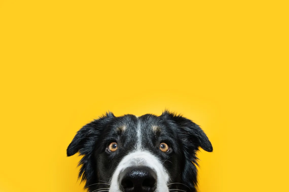 bordie collie looking over his nose