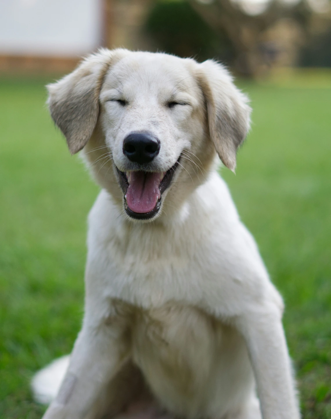 Golden labrador puppy sitting in a grassy field.