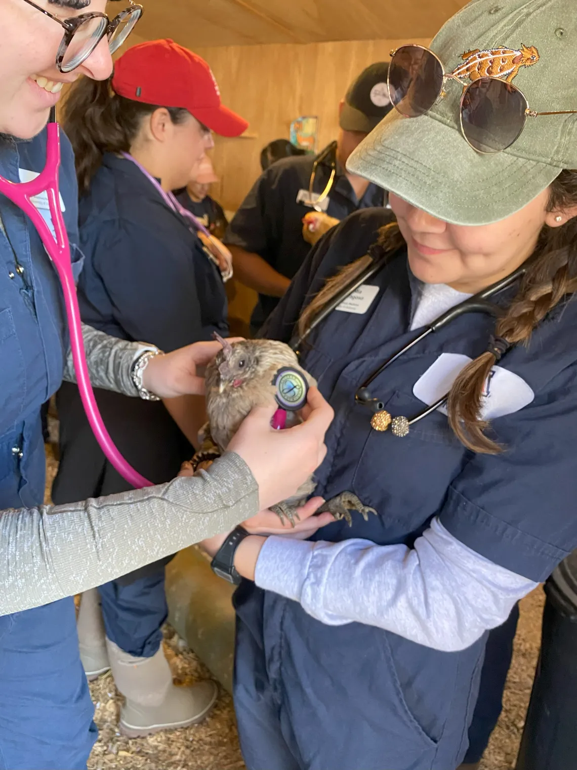 One student holds a chicken, and another student uses a stethoscope to examine the chicken.