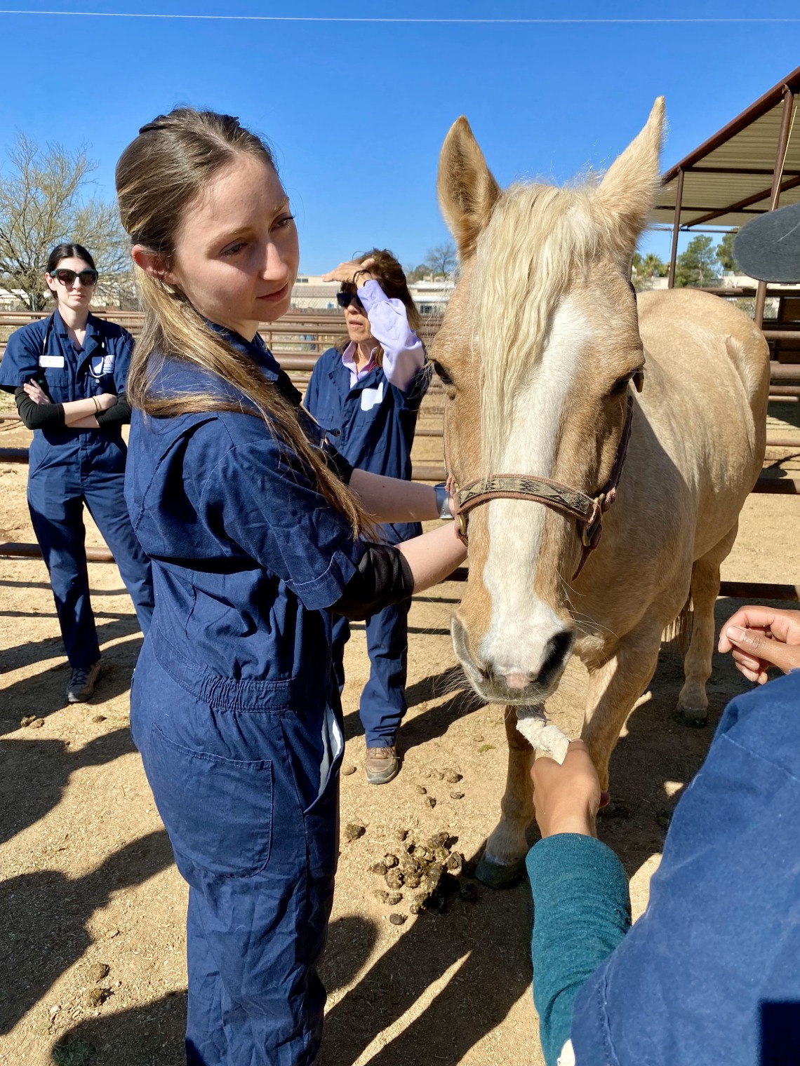 A student stands next to a palomino horse and looks at the horse.