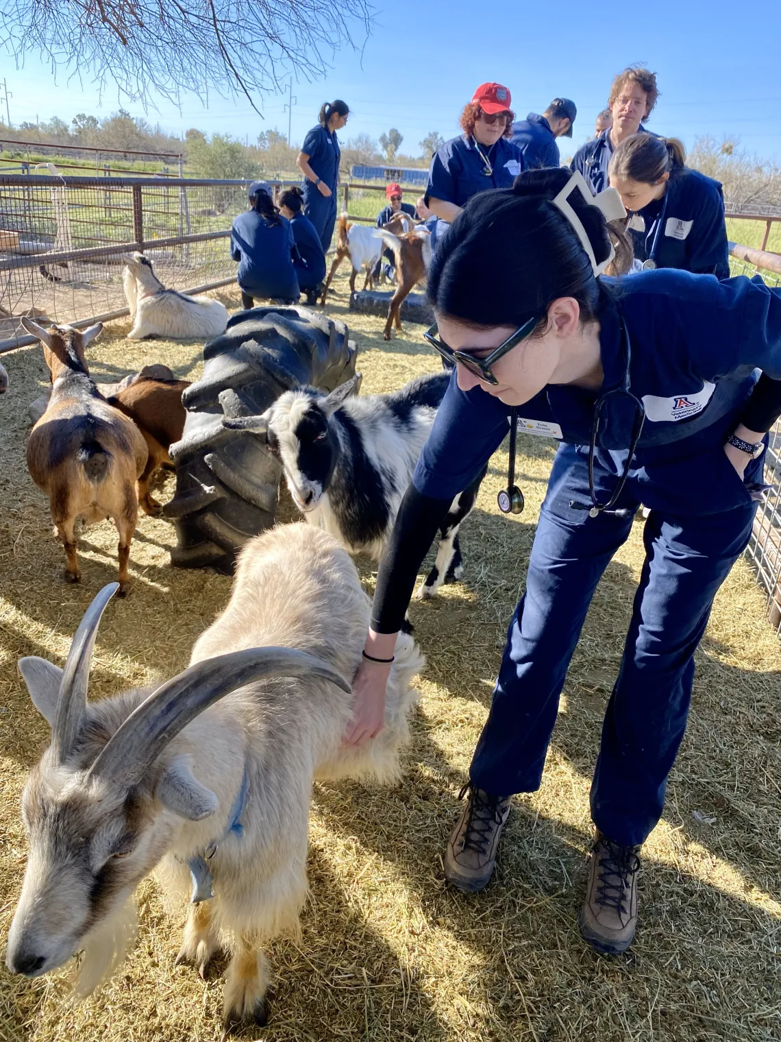 A student bends down to pet a white goat with horns.