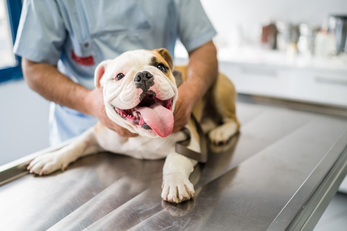 A cheerful looking bulldog sits on a veterinary exam table as a veterinarian performs an exam.