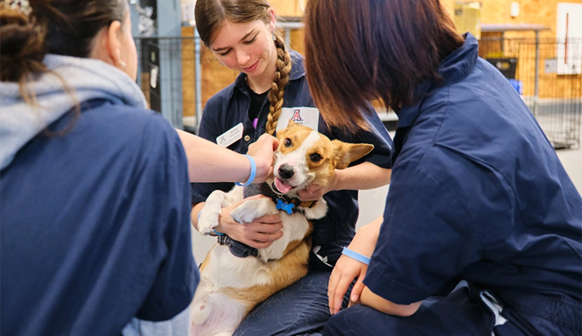 Group of students working with dog