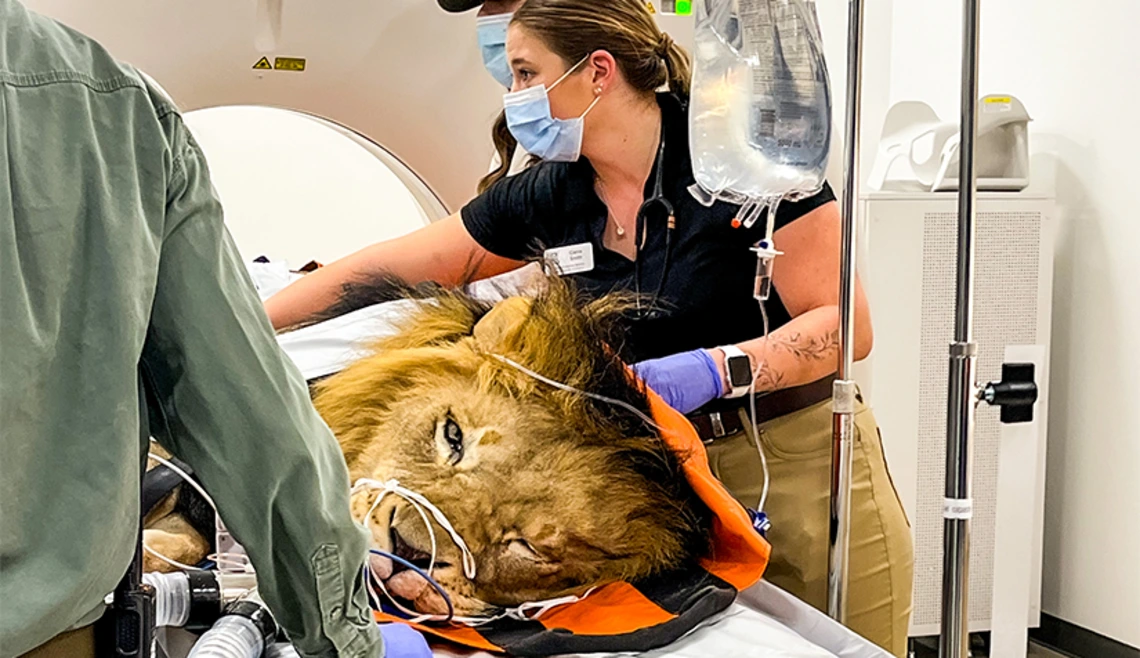 Student assisting in MRI of lion