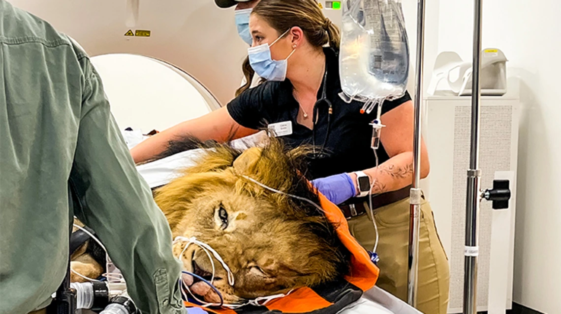 Student helping with an MRI of a lion