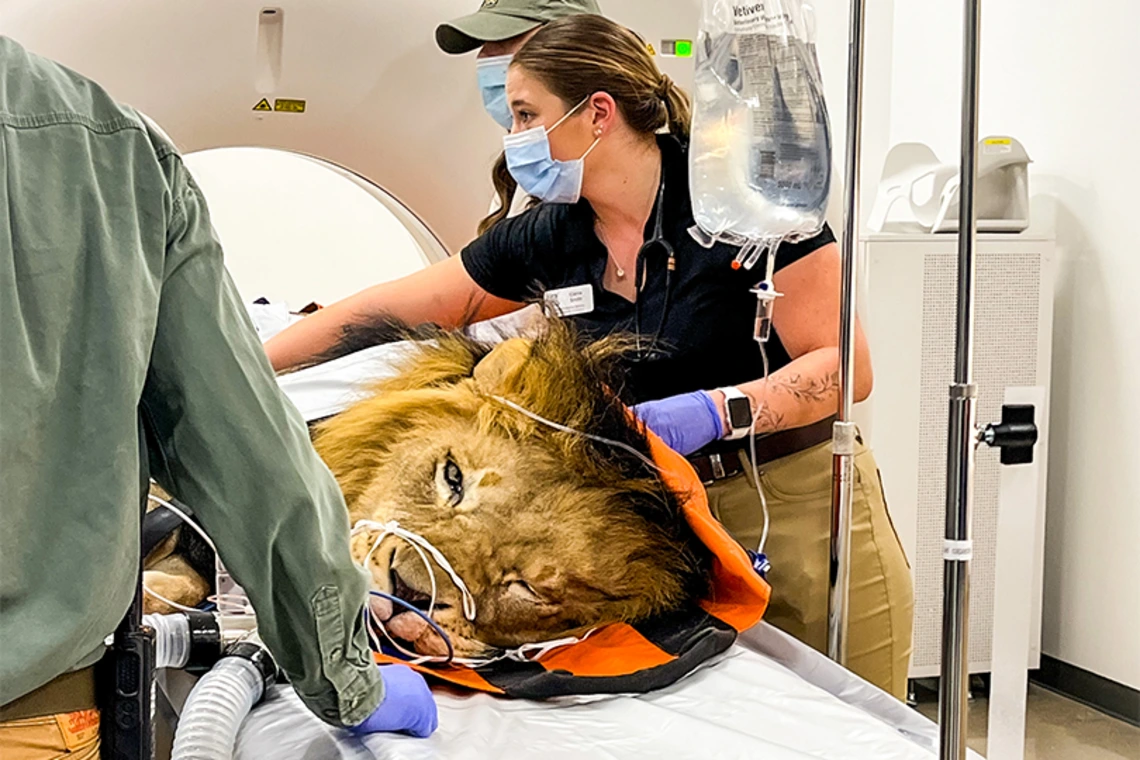 Student helping with an MRI of a lion