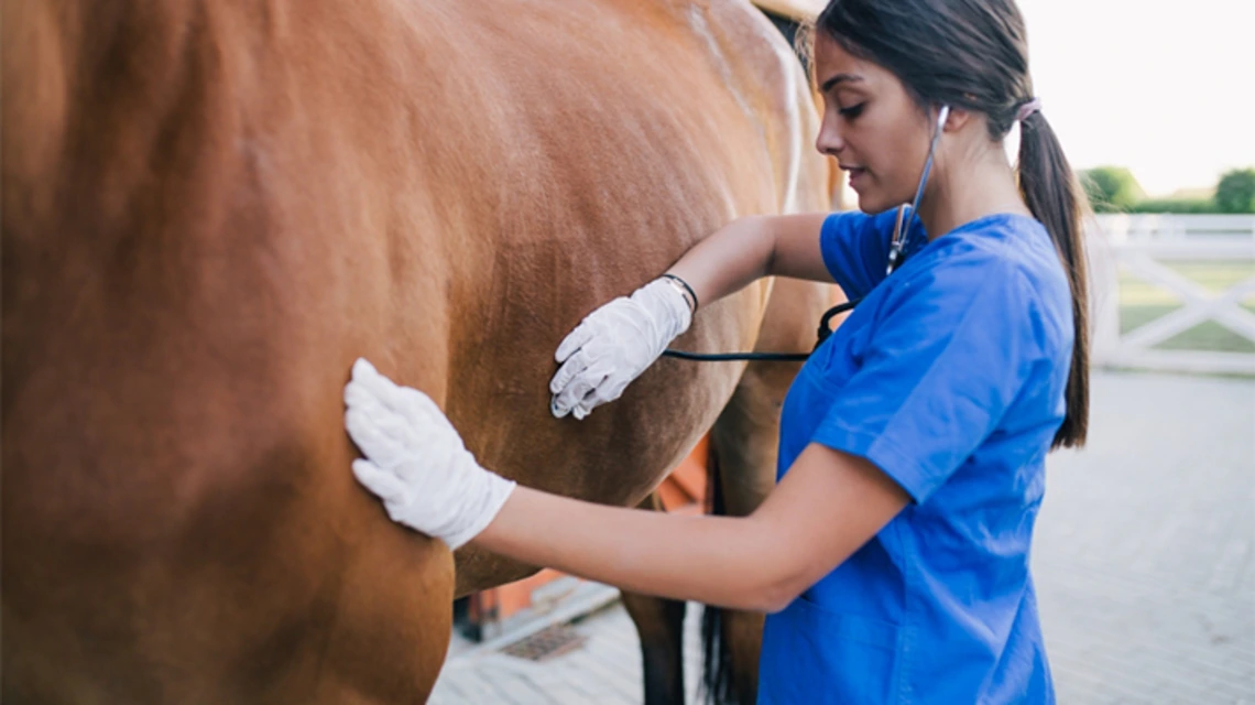 Student checking horse with stethoscope