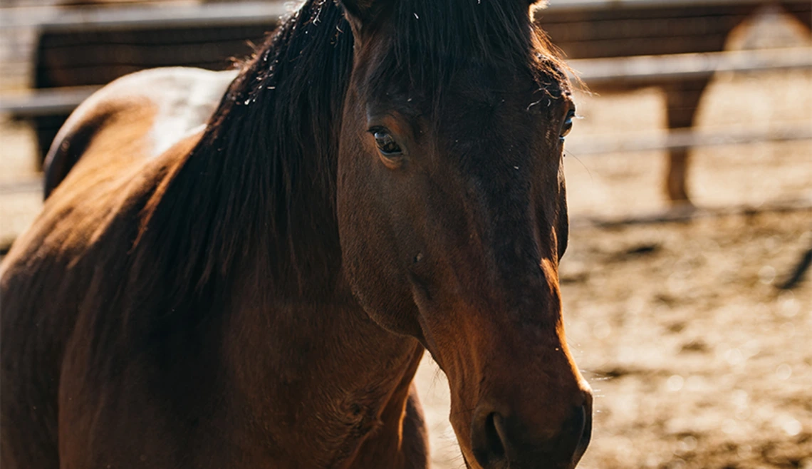 Close up shot of horse