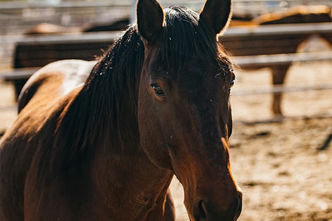 Close up shot of horse