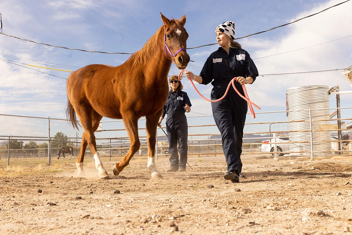 Horse at the farm