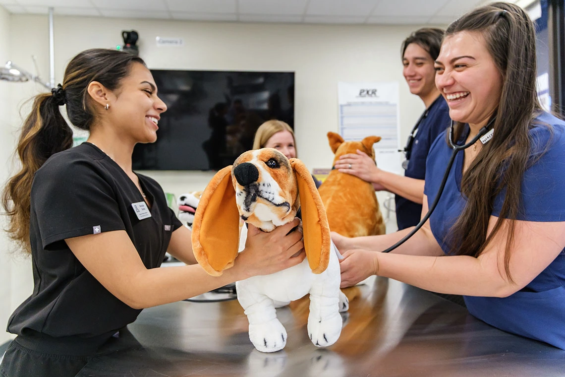students working on a simulation animal in the clinical skills labs