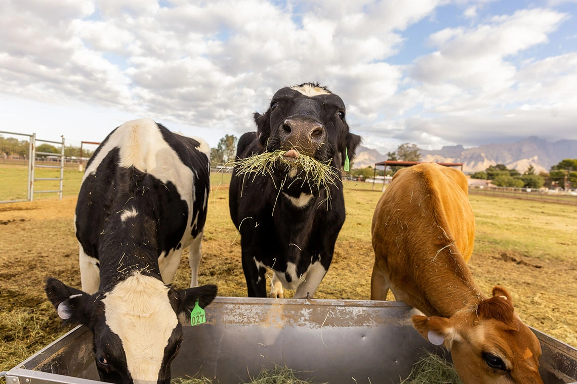 Cows eating at the campus agricultural center