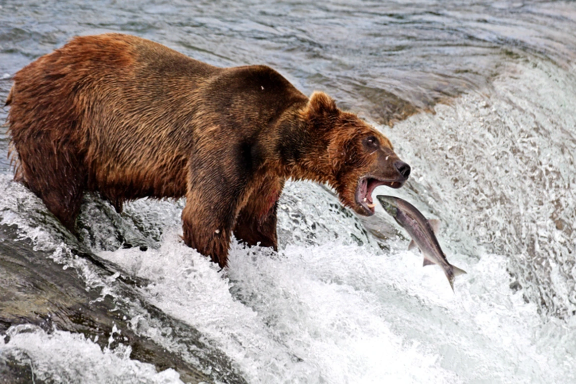 Bear and salmon in Alaska