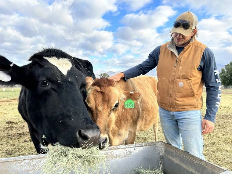 Animal Care Technician with teaching herd cows. 