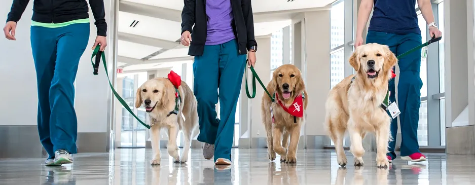 facility dogs