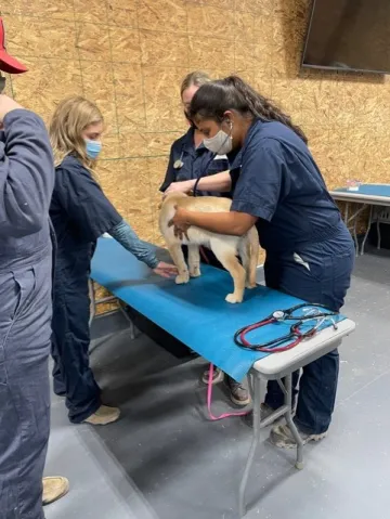 One student examines a small tan dog, while another student looks on.