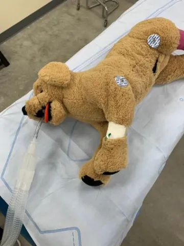 Intubation model created by veterinary technician Ashley Stubbs.