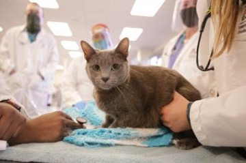 A gray cat looks at the camera. One veterinary student holds the cat, while other students observe.