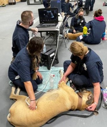 Two veterinary students conduct an ultrasound on a large tan dog, who is lying down.