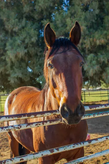 A dark brown horse looks at the camera over a fence.