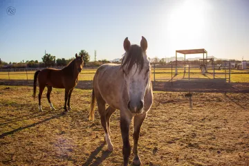 CAC horses