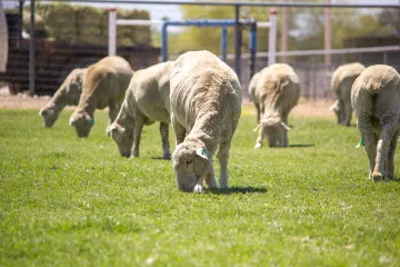 CAC Sheep