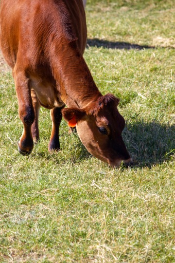 Brown cow in field.