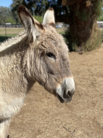 Donkey with tree in background.