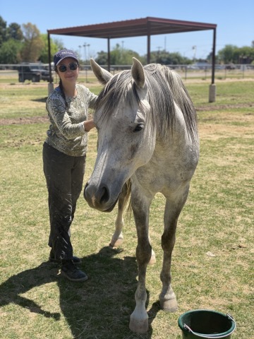 Animal care technician with white Arabian horse.