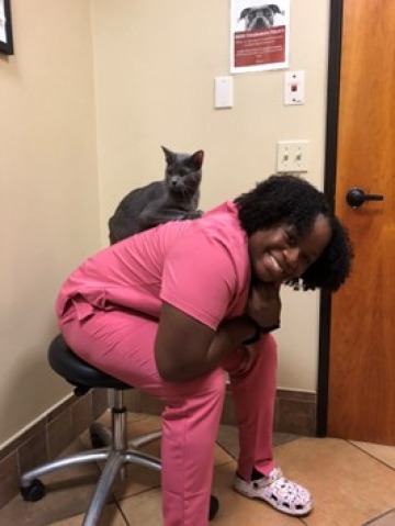 A student in scrubs sits in a veterinary office. A gray cat perches on her back.