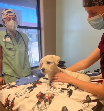 Two veterinary students examine a small tan puppy.