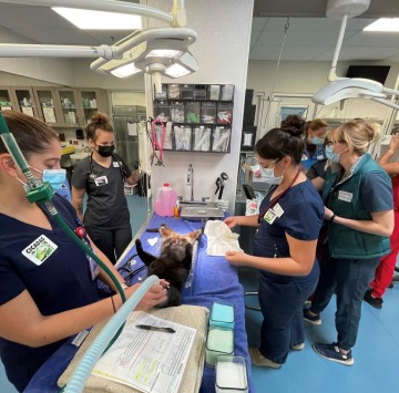 Veterinary students prep for surgery on a shelter pet.