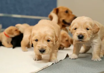 Two small yellow lab puppies face the camera.