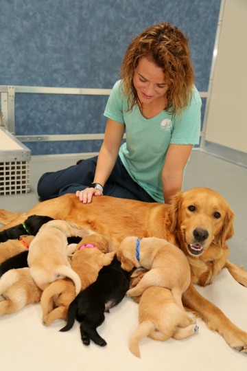 A woman sits with a mother dog and her puppies.