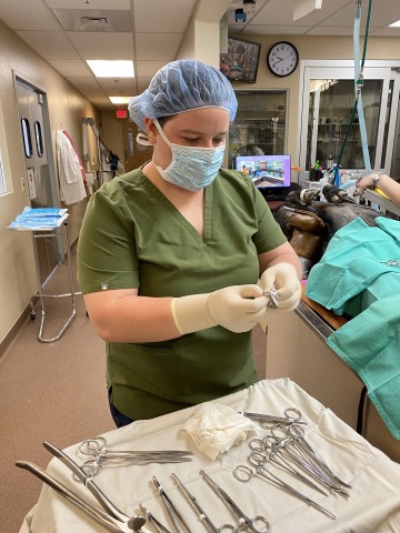 Doctoral student Megan Brown prepares to perform a surgery. She lays out scalpels and other surgical instruments on a tray next to her work area.