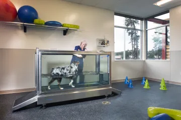 A veterinarian monitors a dog, who is receiving hydrotherapy in a tank of water.