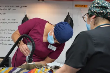 Students prep a puppy for surgery