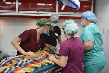 Students give anesthesia to the puppy while monitoring vitals