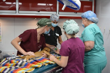 Students give anesthesia to the puppy while monitoring vitals