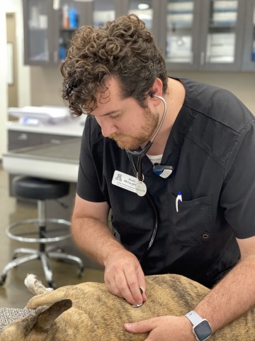 A veterinary student examines a dog lying on its side.