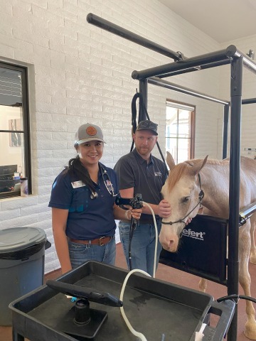 Student Santana Nez cares for a horse at Jackpot Veterinary Center.
