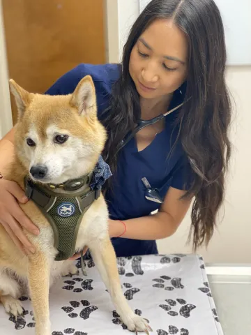 A veterinary student examines a Shiba Inu dog.